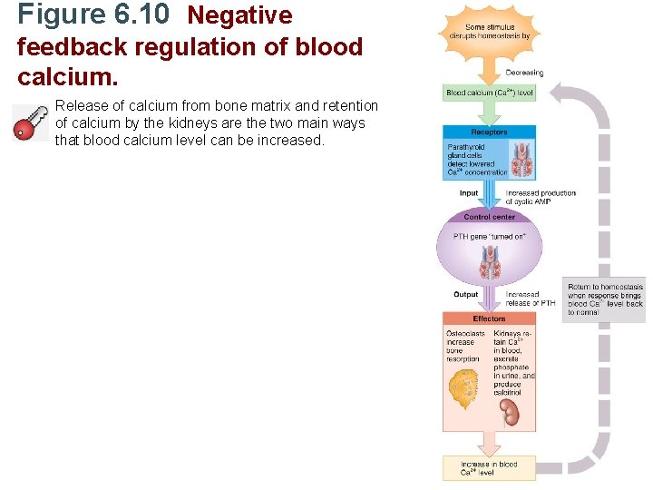 Figure 6. 10 Negative feedback regulation of blood calcium. Release of calcium from bone