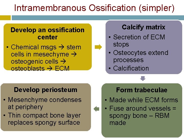 Intramembranous Ossification (simpler) Develop an ossification center • Chemical msgs stem cells in mesechyme