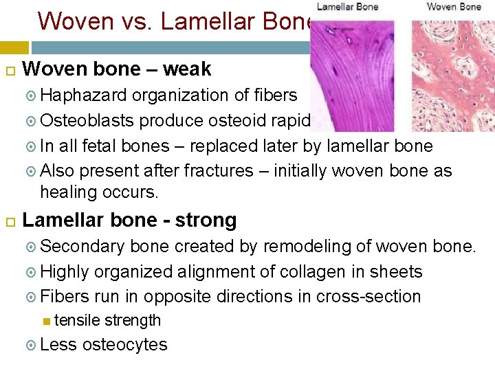 Woven vs. Lamellar Bone Woven bone – weak Haphazard organization of fibers Osteoblasts produce