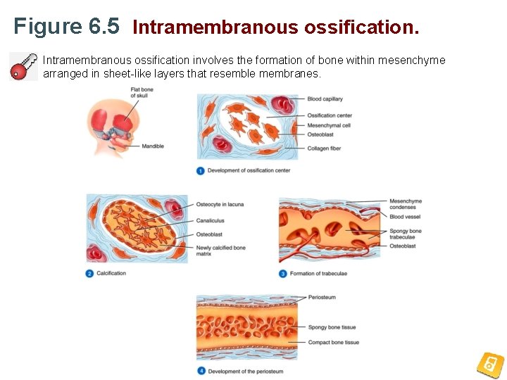 Figure 6. 5 Intramembranous ossification involves the formation of bone within mesenchyme arranged in