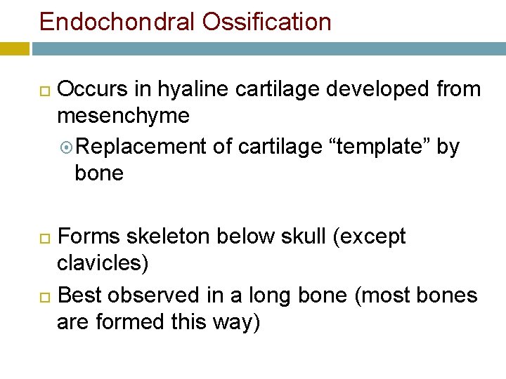 Endochondral Ossification Occurs in hyaline cartilage developed from mesenchyme Replacement of cartilage “template” by