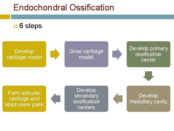 Endochondral Ossification 6 steps Develop cartilage model Grow cartilage model Develop primary ossification center