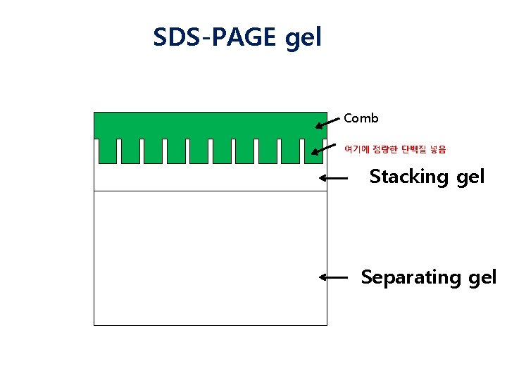SDS-PAGE gel Comb 여기에 정량한 단백질 넣음 Stacking gel Separating gel 