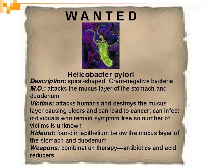 WANTED Helicobacter pylori Description: spiral-shaped, Gram-negative bacteria M. O. : attacks the mucus layer