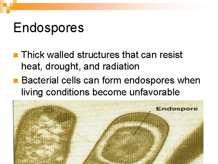 Endospores Thick walled structures that can resist heat, drought, and radiation n Bacterial cells