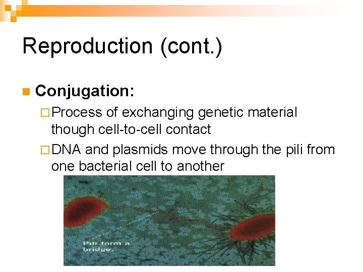 Reproduction (cont. ) n Conjugation: ¨ Process of exchanging genetic material though cell-to-cell contact