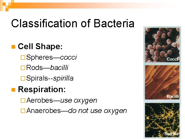 Classification of Bacteria n Cell Shape: ¨ Spheres—cocci ¨ Rods—bacilli ¨ Spirals--spirilla n Respiration: