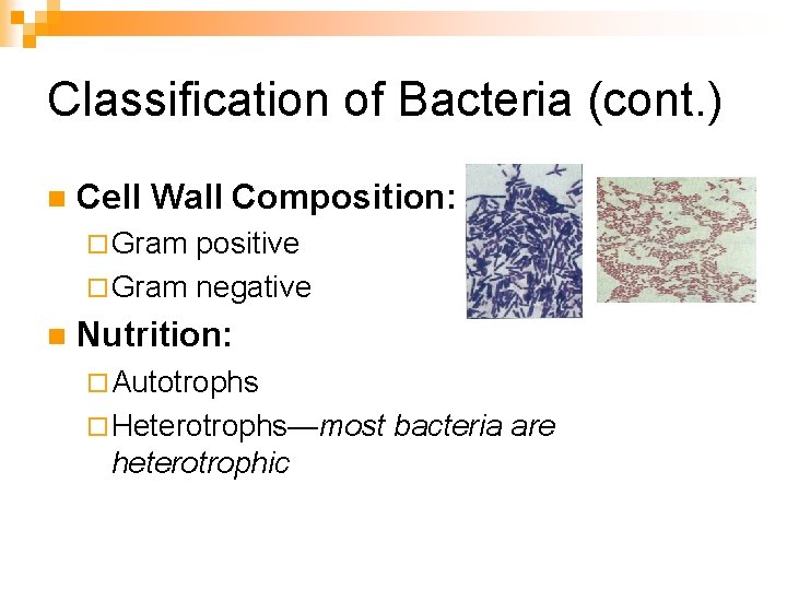 Classification of Bacteria (cont. ) n Cell Wall Composition: ¨ Gram positive ¨ Gram