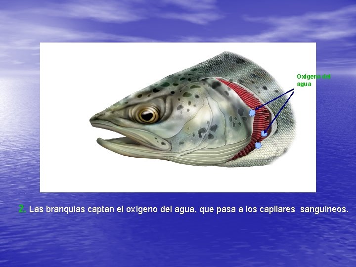 Oxígeno del agua 2. Las branquias captan el oxígeno del agua, que pasa a