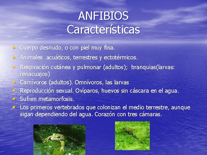ANFIBIOS Características • • Cuerpo desnudo, o con piel muy fina. Animales acuáticos, terrestres