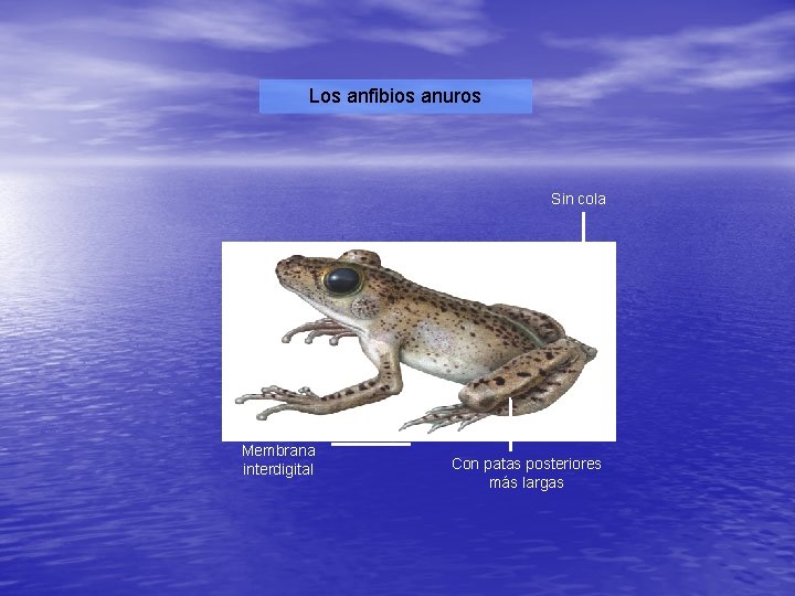 Los anfibios anuros Sin cola Membrana interdigital Con patas posteriores más largas 