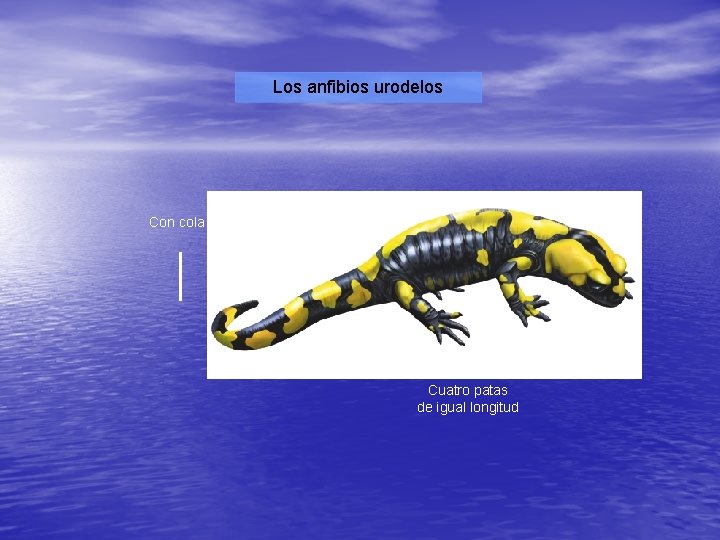 Los anfibios urodelos Con cola Cuatro patas de igual longitud 