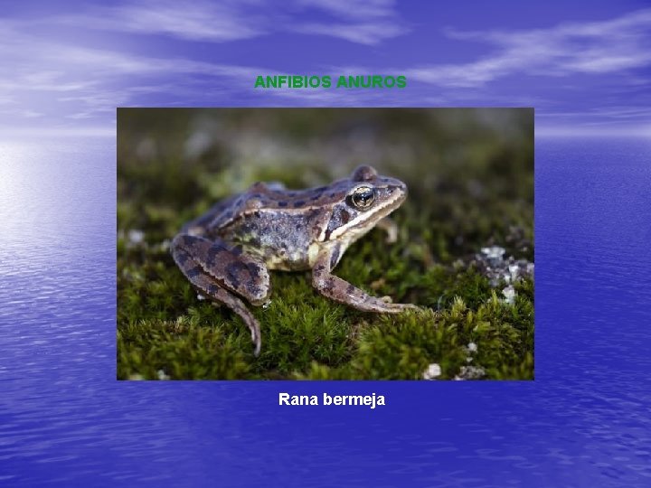 ANFIBIOS ANUROS Rana bermeja 