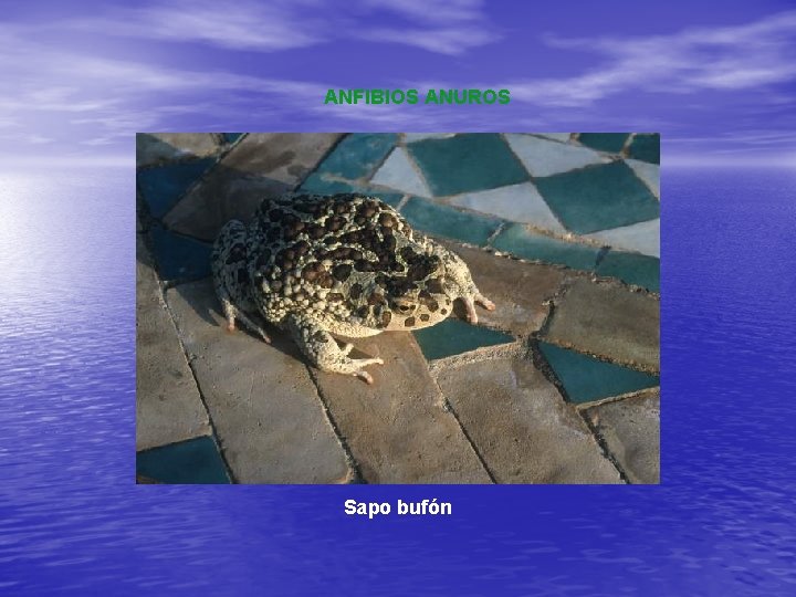 ANFIBIOS ANUROS Sapo bufón 