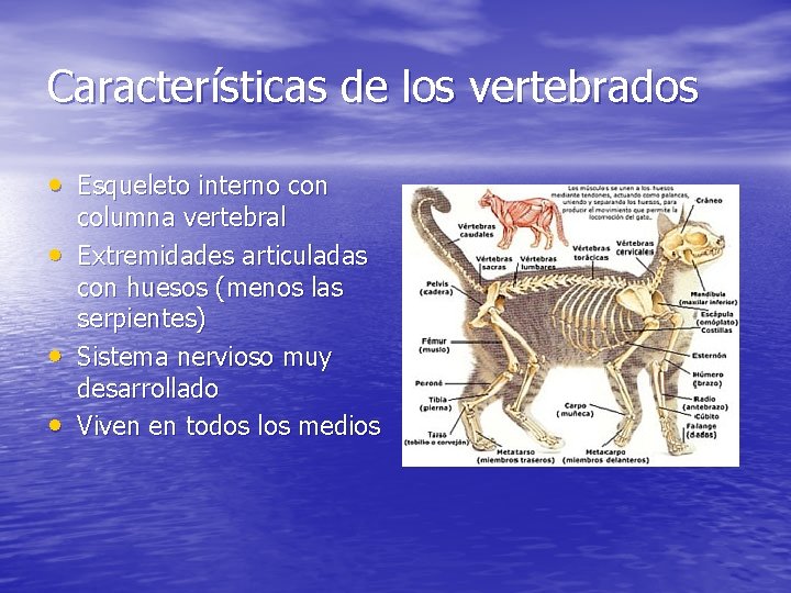 Características de los vertebrados • Esqueleto interno con • • • columna vertebral Extremidades