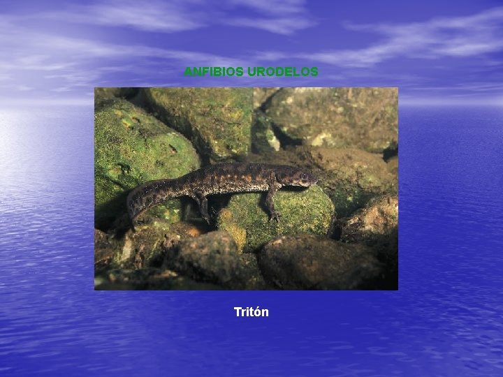 ANFIBIOS URODELOS Tritón 