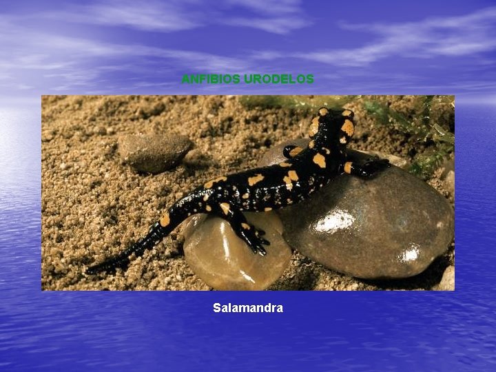 ANFIBIOS URODELOS Salamandra 