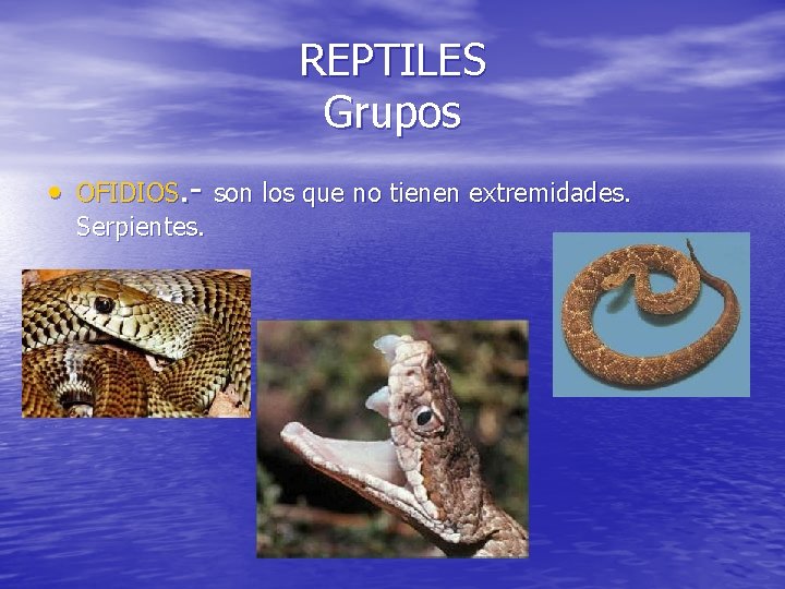 REPTILES Grupos • OFIDIOS. - son los que no tienen extremidades. Serpientes. 