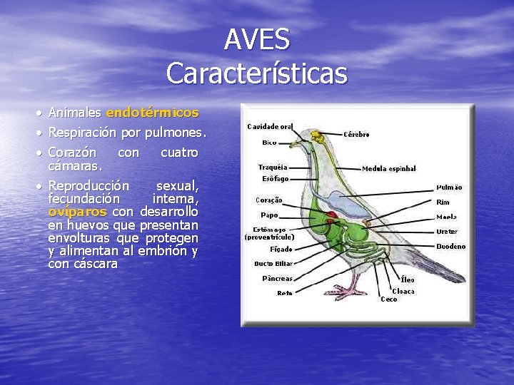 AVES Características · · · Animales endotérmicos Respiración por pulmones. Corazón con cuatro cámaras.