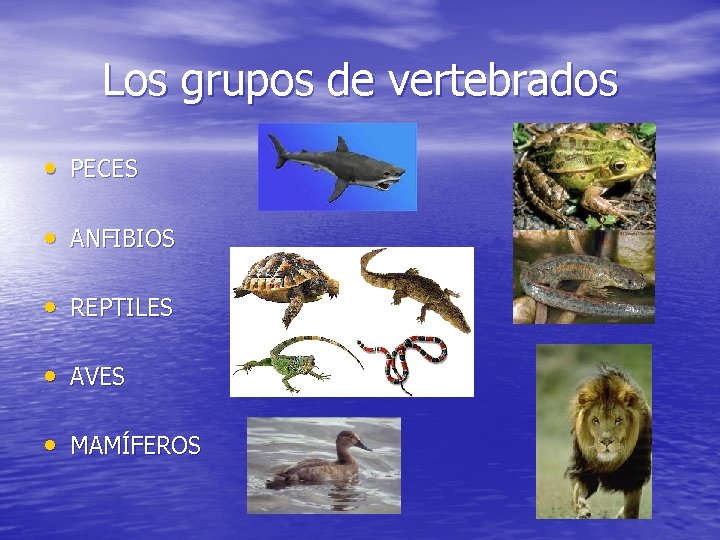 Los grupos de vertebrados • PECES • ANFIBIOS • REPTILES • AVES • MAMÍFEROS