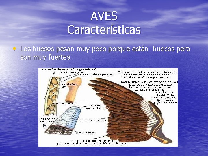 AVES Características • Los huesos pesan muy poco porque están huecos pero son muy