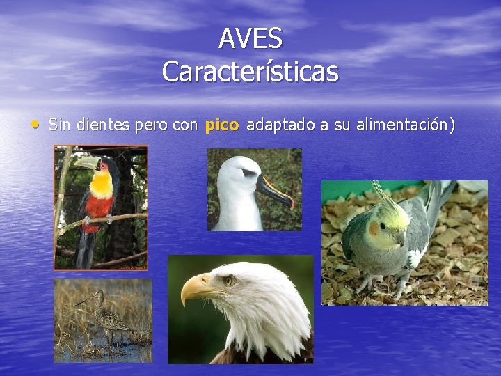 AVES Características • Sin dientes pero con pico adaptado a su alimentación) 