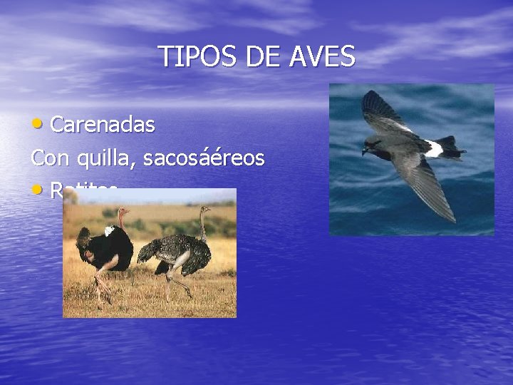 TIPOS DE AVES • Carenadas Con quilla, sacosáéreos • Ratites 