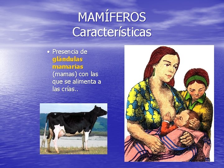 MAMÍFEROS Características · Presencia de glándulas mamarias (mamas) con las que se alimenta a