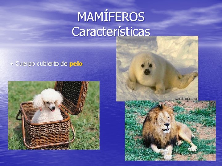 MAMÍFEROS Características · Cuerpo cubierto de pelo 