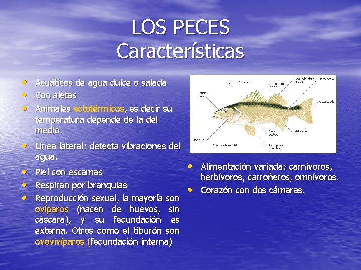 LOS PECES Características • • • Acuáticos de agua dulce o salada Con aletas