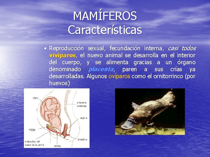 MAMÍFEROS Características · Reproducción sexual, fecundación interna, casi todos vivíparos, el nuevo animal se