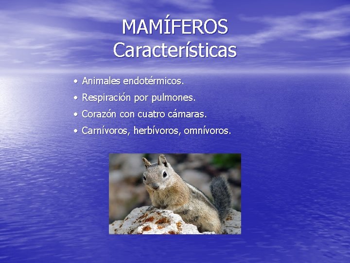 MAMÍFEROS Características · Animales endotérmicos. · Respiración por pulmones. · Corazón con cuatro cámaras.