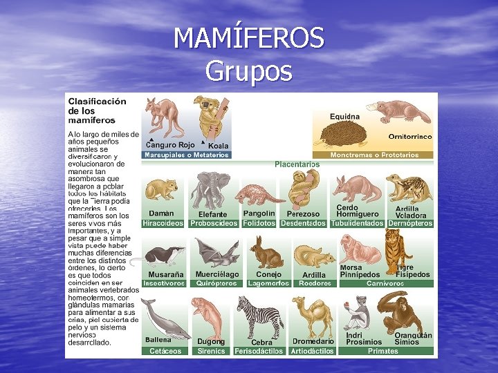 MAMÍFEROS Grupos 