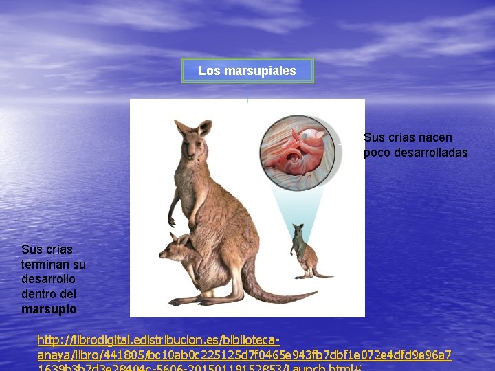 Los marsupiales Sus crías nacen poco desarrolladas Sus crías terminan su desarrollo dentro del