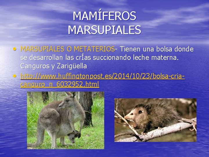 MAMÍFEROS MARSUPIALES • MARSUPIALES O METATERIOS- Tienen una bolsa donde • se desarrollan las