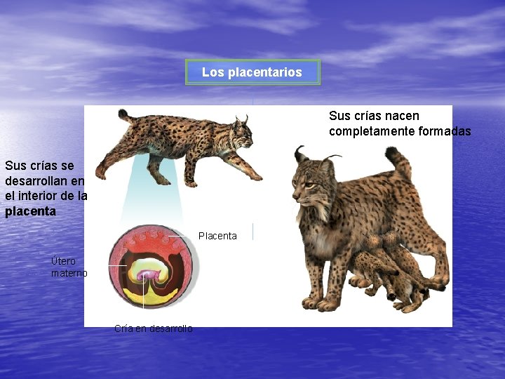 Los placentarios Sus crías nacen completamente formadas Sus crías se desarrollan en el interior