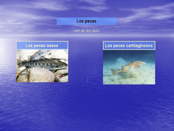 Los peces son de dos tipos Los peces óseos Los peces cartilaginosos 