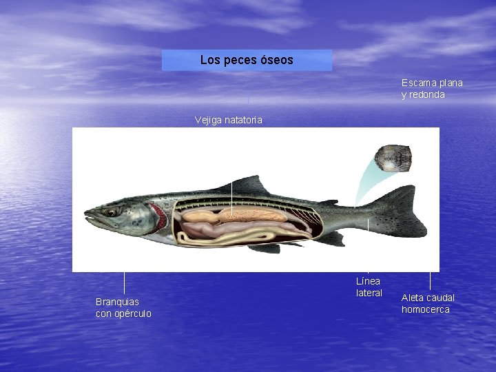 Los peces óseos Escama plana y redonda Vejiga natatoria Branquias con opérculo Línea lateral