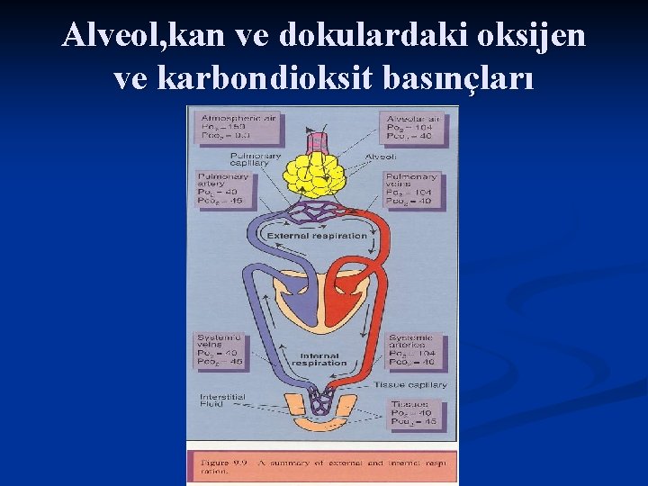 Alveol, kan ve dokulardaki oksijen ve karbondioksit basınçları 