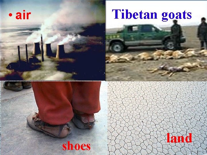 Tibetan goats • air shoes land 