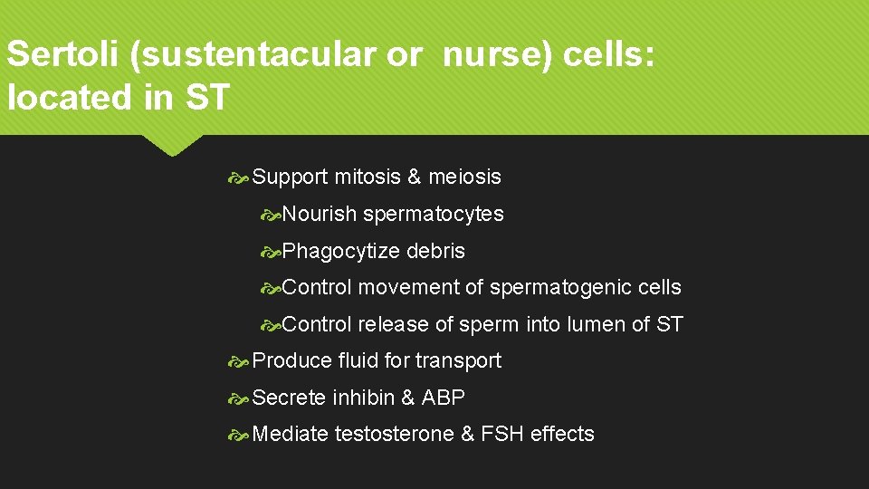 Sertoli (sustentacular or nurse) cells: located in ST Support mitosis & meiosis Nourish spermatocytes