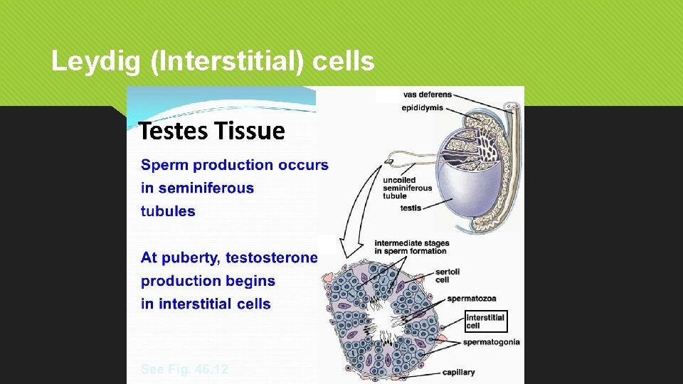 Leydig (Interstitial) cells 