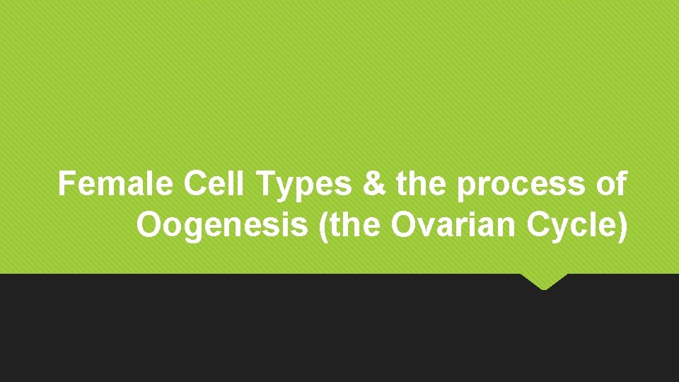 Female Cell Types & the process of Oogenesis (the Ovarian Cycle) 