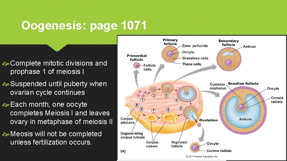 Oogenesis: page 1071 Complete mitotic divisions and prophase 1 of meiosis I Suspended until