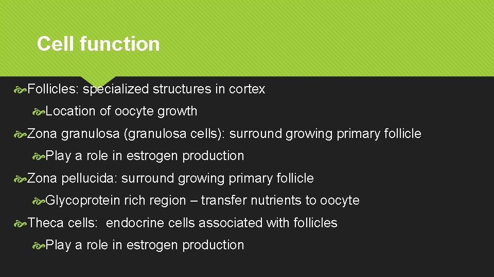 Cell function Follicles: specialized structures in cortex Location of oocyte growth Zona granulosa (granulosa