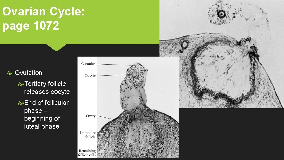 Ovarian Cycle: page 1072 Ovulation Tertiary follicle releases oocyte End of follicular phase –