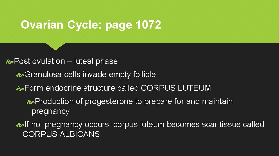 Ovarian Cycle: page 1072 Post ovulation – luteal phase Granulosa cells invade empty follicle