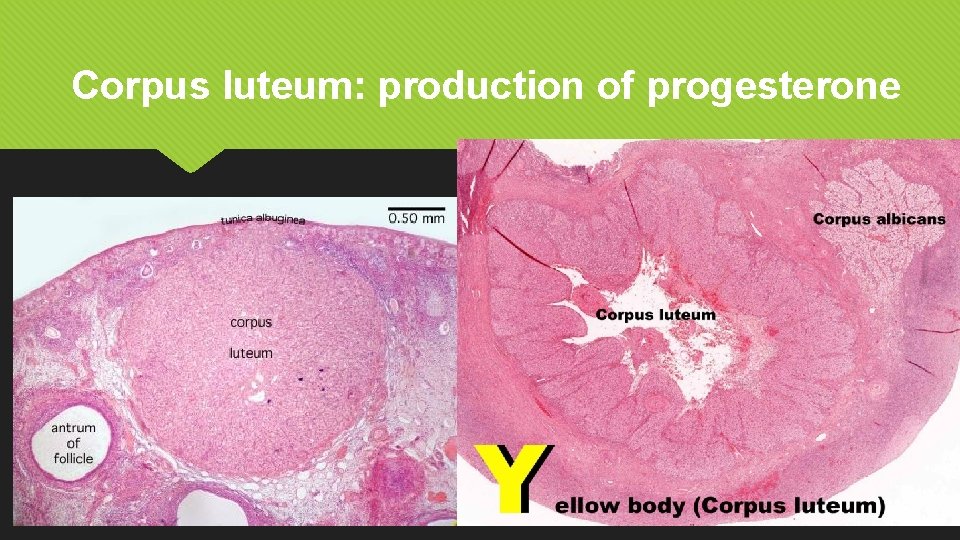 Corpus luteum: production of progesterone 