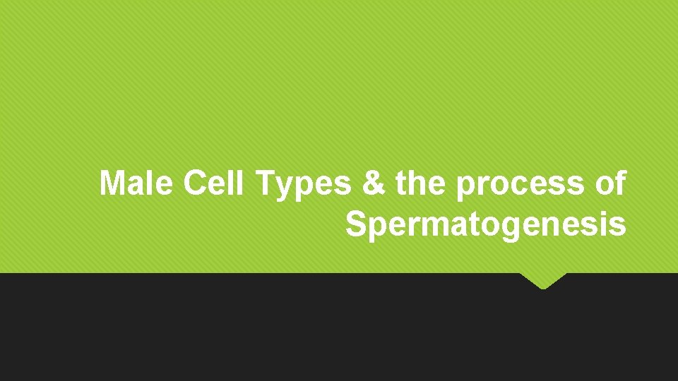 Male Cell Types & the process of Spermatogenesis 