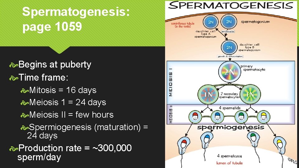 Spermatogenesis: page 1059 Begins at puberty Time frame: Mitosis = 16 days Meiosis 1